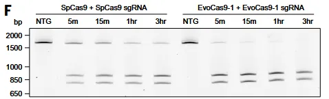 CRISPR-Cas生成任务实验验证