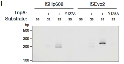 转座子系统的体外实验验证