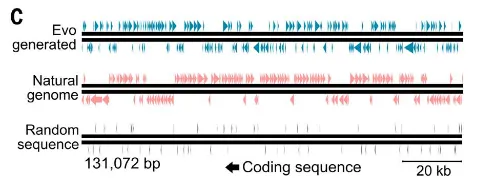 Evo序列在编码密度、四核苷酸偏差及终止密码子分布上均接近自然序列