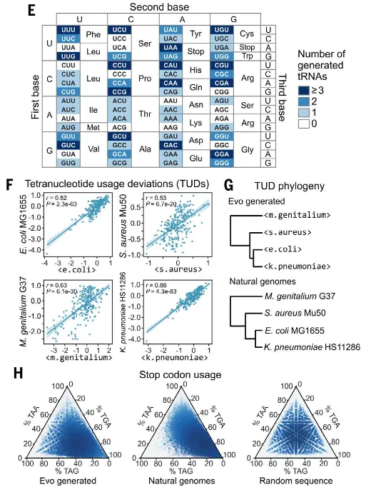 Evo序列在编码密度、四核苷酸偏差及终止密码子分布上均接近自然序列